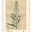 Shorshe Clothing logo